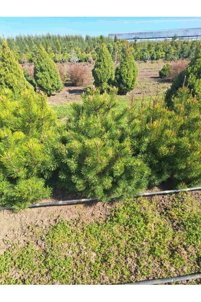 Сосна гірська піренейська/гачкувата_Джутова мішковина/металева сітка/ком50кг/вис.100-120см/Ø60-80см/8років